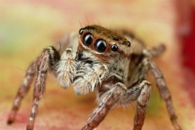 Mark Moffett - Jumping Spider portrait, Reunion