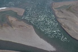 Flip Nicklin - Beluga whale, hundreds swim and molt in freshwater shallows, NWT, Canada