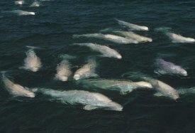 Flip Nicklin - Beluga whale, group surfacing, Cunningham Inlet, NWT, Canada