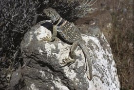 Larry Minden - Collared Lizard sunning itself on a rock, Mojave Desert, California