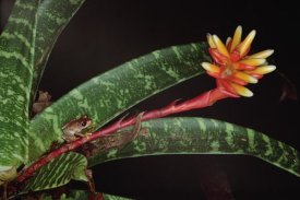 Mark Moffett - Frog on Guzmania Bromeliad western lowlands, Colombia