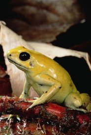 Mark Moffett - Golden Poison Dart Frog, Colombia