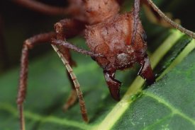 Mark Moffett - Leafcutter Ant worker cutting Papaya leaf, Honduras