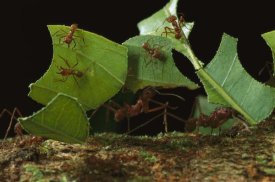 Mark Moffett - Leafcutter Ant workers carrying leaves to nest, French Guiana