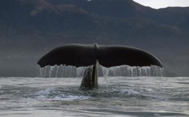 Flip Nicklin - Sperm Whale tail, New Zealand