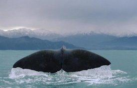 Flip Nicklin - Sperm Whale tail