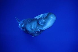Flip Nicklin - Sperm Whale,Dominica