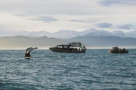 Flip Nicklin - Sperm Whale fluke and tourists watching from boat, New Zealand