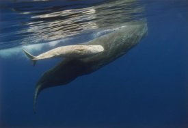 Flip Nicklin - Sperm Whale mother and albino baby, swimming underwater, Portugal