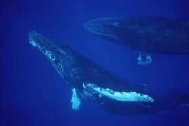 Flip Nicklin - Humpback Whale friendly singer and joiner, Maui, Hawaii
