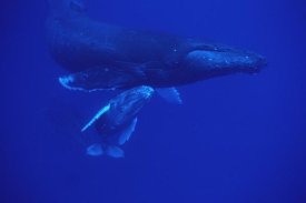 Flip Nicklin - Humpback Whale friendly mother and calf followed by male escort, Maui, Hawaii