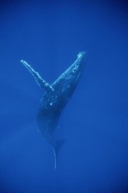 Flip Nicklin - Humpback Whale swimming, underwater, Hawaii
