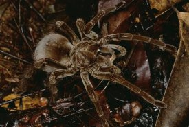 Mark Moffett - Tarantula portrait, Rio Momon, Peru
