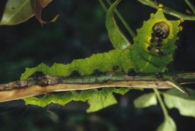Mark Moffett - Caterpillar on branch, Tam Dao National Park, Vietnam