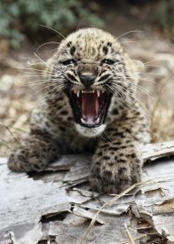 San Diego Zoo - Persian Leopard cub snarling, native to Iran and Afghanistan