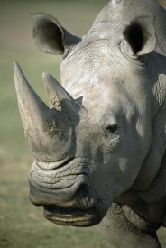 San Diego Zoo - White Rhinoceros portrait, native to Africa