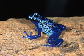 San Diego Zoo - Blue Poison Dart Frog, very tiny poisonous frog, native to South America