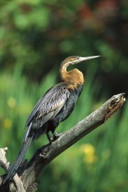 San Diego Zoo - African Darter portrait on perch, native to Africa