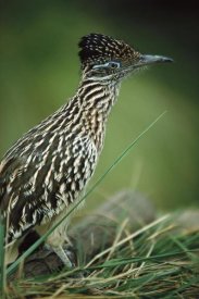 San Diego Zoo - Greater Roadrunner portrait, native to arid southern United States