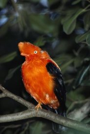 San Diego Zoo - Andean Cock-of-the-rock portrait, native to South America