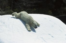 San Diego Zoo - Polar Bear sliding down snow bank, native to Canada