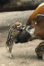 San Diego Zoo - Red River Hog baby and mother interacting,  native to West Africa