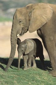 San Diego Zoo - African Elephant mother and calf, native to Africa