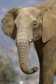 San Diego Zoo - African Elephant portrait, native to Africa