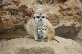 San Diego Zoo - Meerkat mother and baby, native to southern Africa