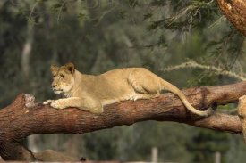 San Diego Zoo - African Lioness resting on log, native to Africa
