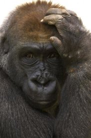 San Diego Zoo - Western Lowland Gorilla with hand on head, native to Africa
