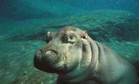 San Diego Zoo - East African River Hippopotamus baby underwater, native to Africa