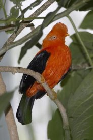 San Diego Zoo - Andean Cock-of-the-rock portrait, native to Andean cloud forests