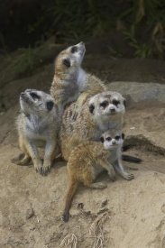 San Diego Zoo - Meerkat group huddling together, native to Africa