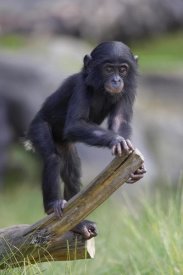San Diego Zoo - Bonobo baby on log, native to Africa