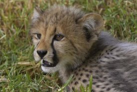 San Diego Zoo - Cheetah cub portrait, native to Africa
