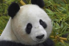 San Diego Zoo - Giant Panda portrait, native to China
