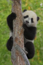 San Diego Zoo - Giant Panda cub in tree, native to China