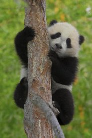 San Diego Zoo - Giant Panda cub in tree, native to China