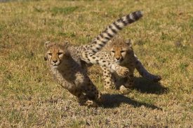 San Diego Zoo - Cheetah juveniles playing, native to Africa