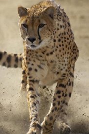 San Diego Zoo - Cheetah running, threatened, native to Africa