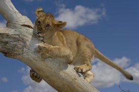 San Diego Zoo - African Lion cub playing on log, native to Africa