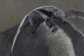 San Diego Zoo - Giant Anteater baby clinging to mother's back, native to South America