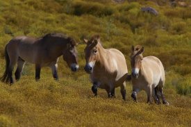 San Diego Zoo - Przewalski's Horse trio in grassland, endangered, native to Mongolia