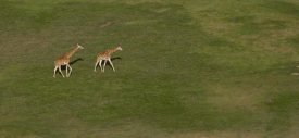 San Diego Zoo - Rothschild Giraffe pair crossing grassland, native to Africa
