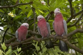 San Diego Zoo - Galah trio perching in tree, native to Australia