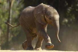 San Diego Zoo - African Elephant calf walking, native to Africa