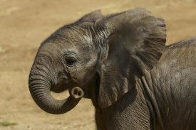 San Diego Zoo - African Elephant calf portrait, native to Africa
