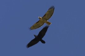 San Diego Zoo - Red-tailed Hawk and Common Raven flying, North America