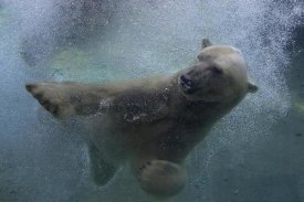 San Diego Zoo - Polar Bear swimming underwater
